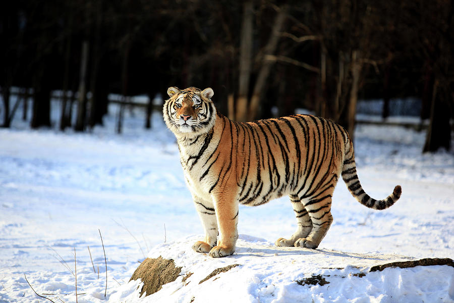 Polarland and the Siberian Tiger Garden